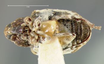 Media type: image;   Entomology 5213 Aspect: habitus ventral view
